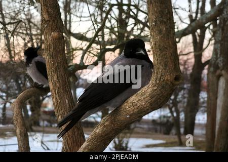 Zwei Kapuzenkrähen, Corvus cornix, hoch oben auf einem Baum, früh am Frühlingsmorgen. Stockfoto