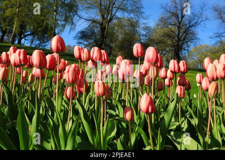 Rosa Tulpen, Tulipa spp., die an einem schönen Frühlingstag im Park wachsen, Stockfoto