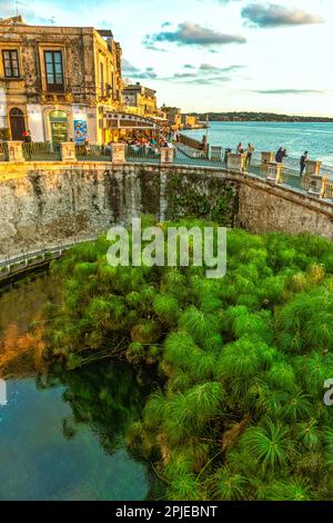 Die Fonte Aretusa ist ein Gewässer auf der Insel Ortigia, im ältesten Teil der sizilianischen Stadt Syrakus mit Papyrus-Pflanzen. Syrakus Stockfoto