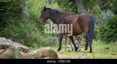 Giara-Pferde grasen in ihrer natürlichen Umgebung, Giara di Gesturi, Südsardinien Stockfoto