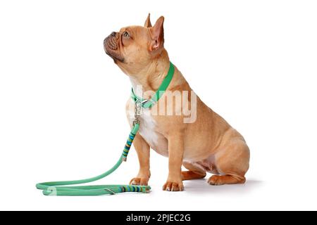 Seitenansicht eines roten französischen Bulldoggen mit grünem Kragen und Seillee auf weißem Hintergrund Stockfoto