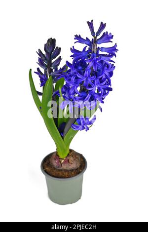 Blaue Hyazinth-Pflanze „Hyacinthus Blue Pearl“ im Topf auf weißem Hintergrund Stockfoto