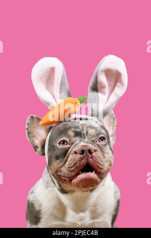 Fröhlicher französischer Bulldog mit Osterhäschen-Kostüm auf pinkfarbenem Hintergrund Stockfoto