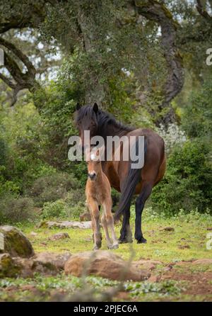 Giara-Pferde grasen in ihrer natürlichen Umgebung, Giara di Gesturi, Südsardinien Stockfoto