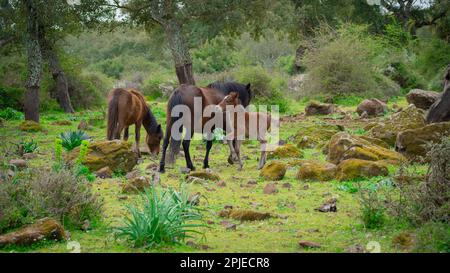 Giara-Pferde grasen in ihrer natürlichen Umgebung, Giara di Gesturi, Südsardinien Stockfoto