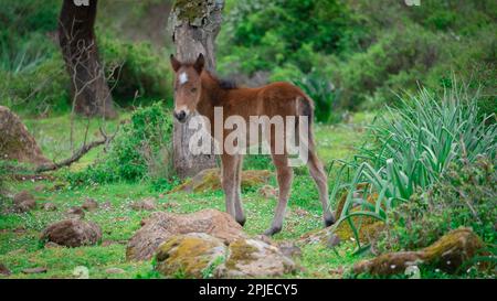 Giara-Pferde grasen in ihrer natürlichen Umgebung, Giara di Gesturi, Südsardinien Stockfoto