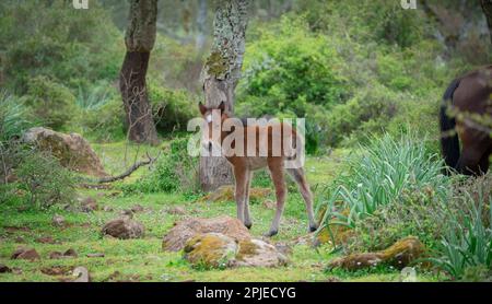 Giara-Pferde grasen in ihrer natürlichen Umgebung, Giara di Gesturi, Südsardinien Stockfoto