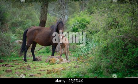 Giara-Pferde grasen in ihrer natürlichen Umgebung, Giara di Gesturi, Südsardinien Stockfoto