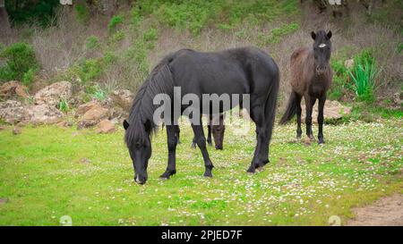 Giara-Pferde grasen in ihrer natürlichen Umgebung, Giara di Gesturi, Südsardinien Stockfoto