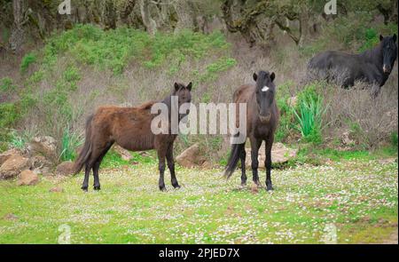 Giara-Pferde grasen in ihrer natürlichen Umgebung, Giara di Gesturi, Südsardinien Stockfoto