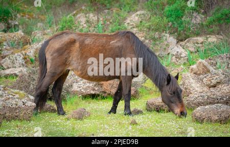 Giara-Pferde grasen in ihrer natürlichen Umgebung, Giara di Gesturi, Südsardinien Stockfoto