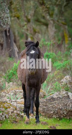 Giara-Pferde grasen in ihrer natürlichen Umgebung, Giara di Gesturi, Südsardinien Stockfoto