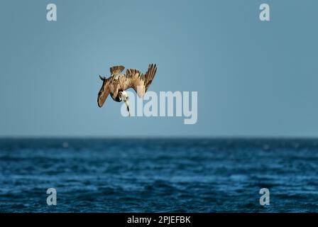 Brown Pelican - Pelecanus occidentalis, Angeln großer Wasservögel an der amerikanischen Pazifikküste und Atlantikküste, Cambutal, Panama. Stockfoto