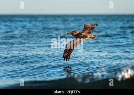 Brown Pelican - Pelecanus occidentalis, Angeln großer Wasservögel an der amerikanischen Pazifikküste und Atlantikküste, Cambutal, Panama. Stockfoto