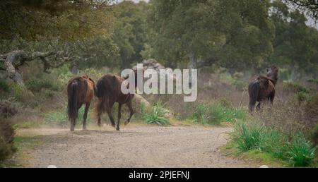 Giara-Pferde grasen in ihrer natürlichen Umgebung, Giara di Gesturi, Südsardinien Stockfoto