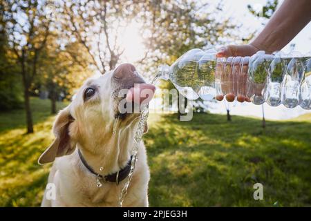 Hund Trinkwasser aus Plastikflasche. Tierbesitzer kümmert sich um seinen labrador Retriever an heißen, sonnigen Tagen. Stockfoto