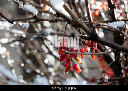 Zweige von Berberis vulgaris im Winter mit roten reifen Beeren. Nach dem Auftauen verbleiben etwas Schnee und Tröpfchen gefrorenes Wasser auf den Beeren und dem BH Stockfoto