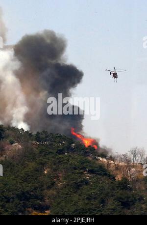 Seoul, Südkorea. 02. April 2023. (230402) -- SEOUL, 2. April 2023 (Xinhua) -- Ein Hubschrauber versucht, einen Waldbrand auf Mount Inwang in Seoul, Südkorea, zu löschen, 2. April 2023. Ein relativ großer Brand ereignete sich um 11:53 Uhr Ortszeit (0253 Uhr MEZ) auf dem Berg Inwang in Seoul, einem Berg in der Nähe des vorherigen Präsidentenamts des Landes. Die Feuerwehrbehörden hatten über drei Stunden lang versucht, ihn unter Kontrolle zu bringen, indem sie Hunderte von Beamten, neun Hubschrauber und andere Ausrüstung mobilisierten. Es wurden noch keine Opfer gemeldet, aber Bewohner von etwa 120 Haushalten waren evakuiert worden Stockfoto