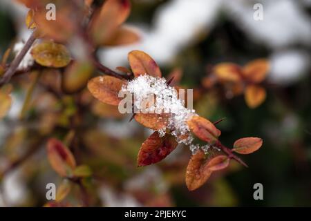 Wintergrüner Barbeerzweig mit roten Blättern - lateinischer Name - Berberis Julianne. Immergrüner Strauch von Berberis mit gelben und goldenen Blättern in einem verschneiten Winter Stockfoto