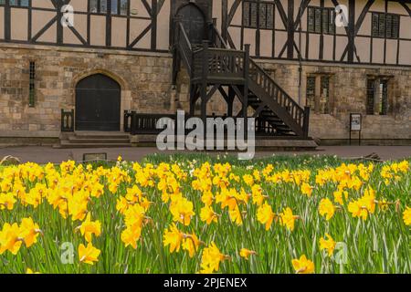 Ein Bett mit Narzissen befindet sich vor einem alten Fachwerkhaus mit Holztreppe. Die Sonne fällt auf die Narzissen. Stockfoto