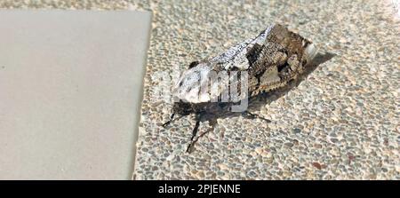 Nahaufnahme einer Riesenraupenwurmmotte auf Kies-Waschboden. Stockfoto