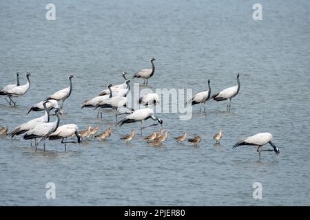 Demoiselle Crane (Grus virgo) und Schwarzschwanzgottgesichter in der Nähe von Nalsarovar in Gujarat, Indien Stockfoto