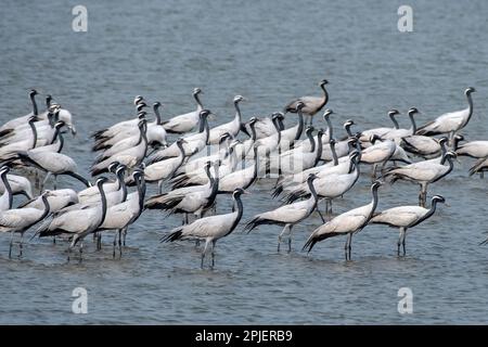 Demoiselle Crane (Grus virgo) in der Nähe von Nalsarovar in Gujarat, Indien Stockfoto