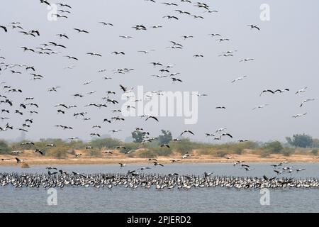 Demoiselle Crane (Grus virgo) in der Nähe von Nalsarovar in Gujarat, Indien Stockfoto