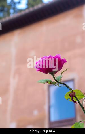 Nahaufnahme von Rosa Rose mit langem Stiel Stockfoto