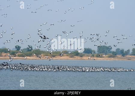 Demoiselle Crane (Grus virgo) in der Nähe von Nalsarovar in Gujarat, Indien Stockfoto