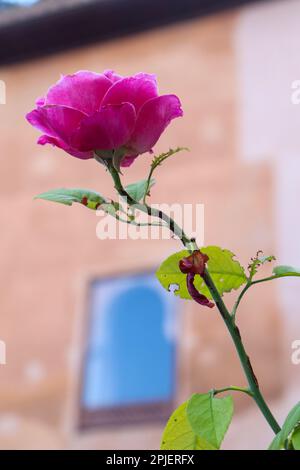 Nahaufnahme von Rosa Rose mit langem Stiel Stockfoto