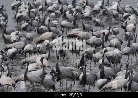 Demoiselle Crane (Grus virgo) in der Nähe von Nalsarovar in Gujarat, Indien Stockfoto