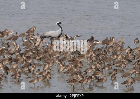 Demoiselle Crane (Grus virgo) und Schwarzschwanzgott bei Nalsarovar in Gujarat, Indien Stockfoto