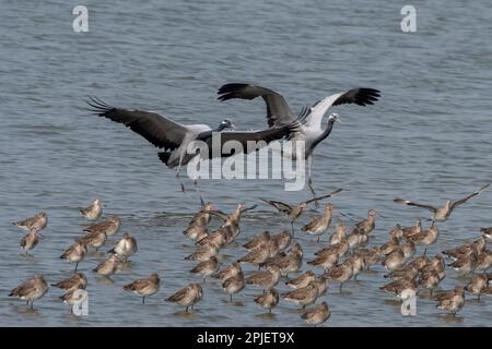 Demoiselle Crane (Grus virgo) in der Nähe von Nalsarovar in Gujarat, Indien Stockfoto