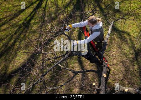 Luftaufnahme einer Frau, die Obstbäume in ihrem Garten von einer Leiter schneidet. Gartenarbeit im Frühling. Stockfoto