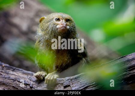 Westliche Zwergscheitel, Callithrix pygmaea, einer der kleinsten Affen der Welt. Ein Affe der Neuen Welt, der im Regenwald des Amazonas im Nordwesten endemisch ist Stockfoto