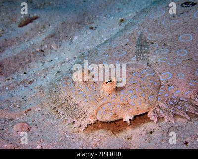 Gesicht einer Pfauenflunder (Bothus lunatus) im Sand, Exuma Cays, Bahamas Stockfoto