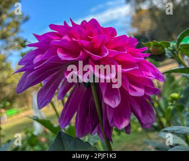 Eine rosa Dahlia, die im Garten blüht Stockfoto