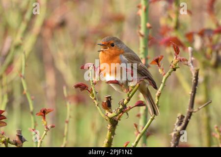 European Robin singt auf einem Rosenstrauch im Regents Park, London, England, Großbritannien. Stockfoto