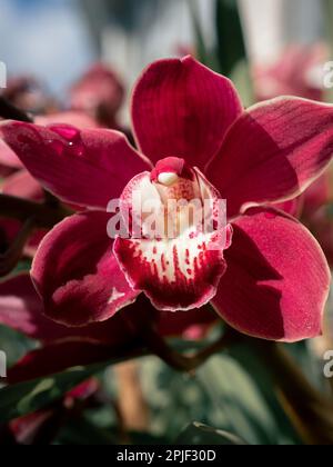 Eine Cymbidium Australian Red Orchid oder Cymbidium Black Seide in Blüte nach dem Regen, der von wunderschönem Sonnenlicht erhellt wird. Selektiver Fokus Stockfoto