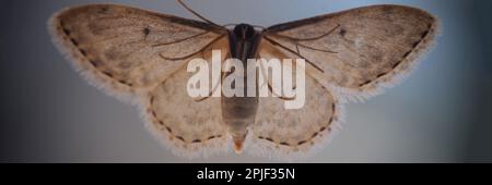 Niedliche schöne Schmetterling oder graue Motte Nahaufnahme Stockfoto