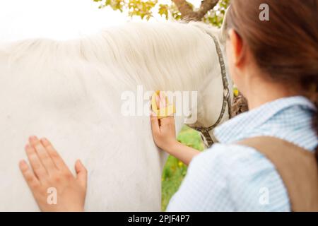 Eine junge Frau putzt ein weißes Pferd mit einem gelben Pinsel in der Natur. Grünes Gras, schöner Hintergrund. Tierpflege, Liebesfreundschaft. Pflege, Ranch. Stockfoto