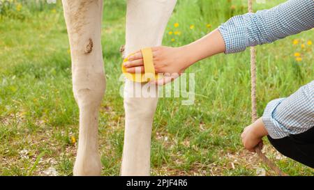 Eine junge Frau putzt ein weißes Pferd mit einem gelben Pinsel in der Natur. Grünes Gras, schöner Hintergrund. Tierpflege, Liebesfreundschaft. Pflege, Ranch. ba Stockfoto