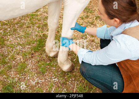 Eine junge, schöne Tierärztin inspiziert ein weißes Pferd. Liebe, Medizin, Tierpflege, Vertrauen, Glück, Gesundheit. Schäden an Bein, Knie, Verstauchung. Schmerz, leiden Stockfoto