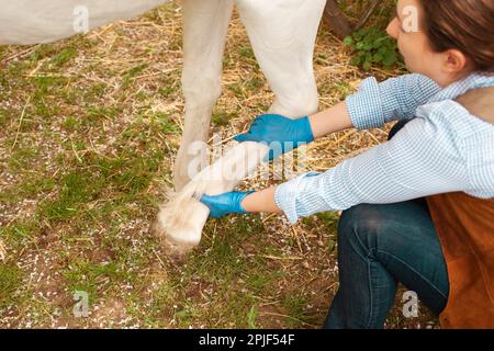 Eine junge, schöne Tierärztin inspiziert ein weißes Pferd. Liebe, Medizin, Tierpflege, Vertrauen, Glück, Gesundheit. Schäden an Bein, Knie, Verstauchung. Schmerz, leiden Stockfoto