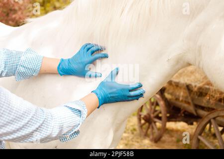 Eine junge, schöne Tierärztin inspiziert ein weißes Pferd. Liebe, Medizin Tierpflege Vertrauen, Glück, Gesundheit. Nackenverstauchungsbandmassage Stockfoto