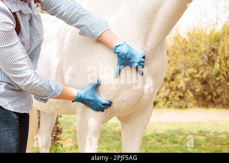 Eine junge, schöne Tierärztin inspiziert ein weißes Pferd. Liebe, Medizin, Tierpflege, Vertrauen, Glück, Gesundheit. Schulter, Verstauchung, Band, Muskel. Schmerzkrank Stockfoto