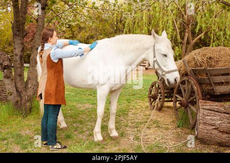 Eine junge, schöne Tierärztin inspiziert ein weißes Pferd. Liebe, Medizin, Tierpflege, Vertrauen, Glück, Gesundheit. Zurück, Wiesers. Krankheitsschwere Schmerzen Unwohlsein Stockfoto