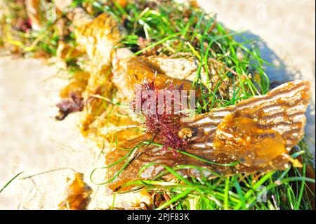 Ein Haufen Algen und Seegras sammeln sich an einem Sandstrand. Hochwertiges Foto Stockfoto