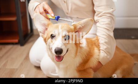 Frau kämmt Hund, häutet, kämmt Corgi, kümmert sich um Haustiere, Liebe. Hündchen Stockfoto